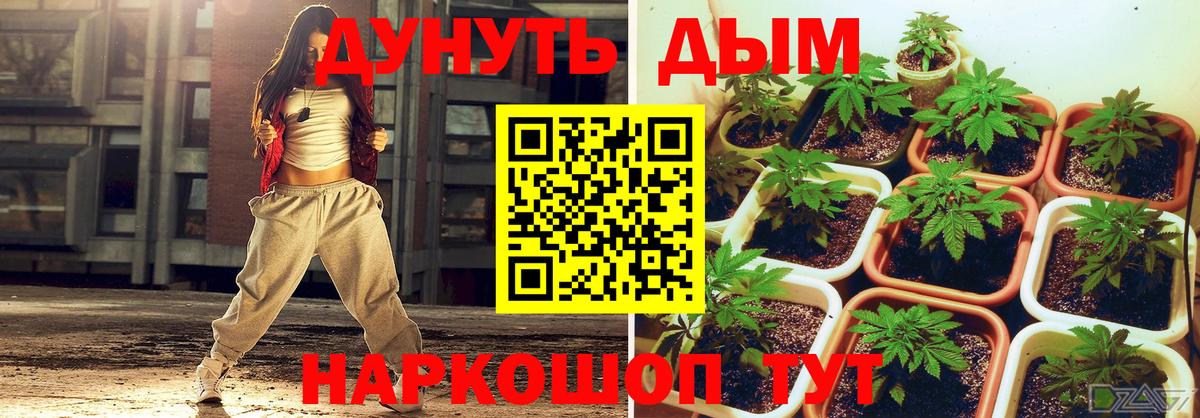 Конопля план  Вход с VPN  Бошки марихуана Amnesia  Конопля планчик  Кингисепп  Конопля MAZAR 